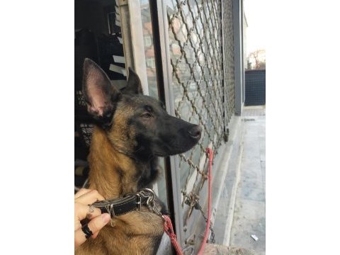 7 aylık temel itaat sertifikalı belçika kurdu