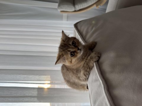 3 aylık dişi british shorthair