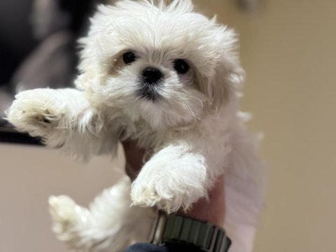 Show kalite maltese terrier yavrularımız