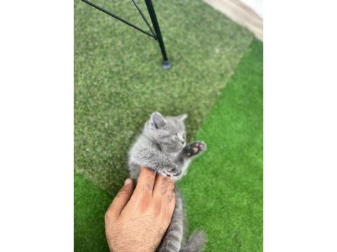 1.5 aylık eğitimli bebek british shorthair