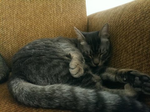 Chucky' ye yeni bir ev arıyoruz british shorthair