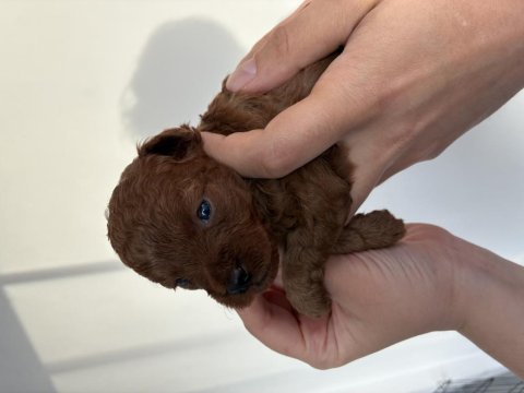 Dark brown anne altından toy poodle kore kan