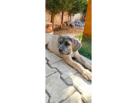 Dev dişi aslan cane corso
