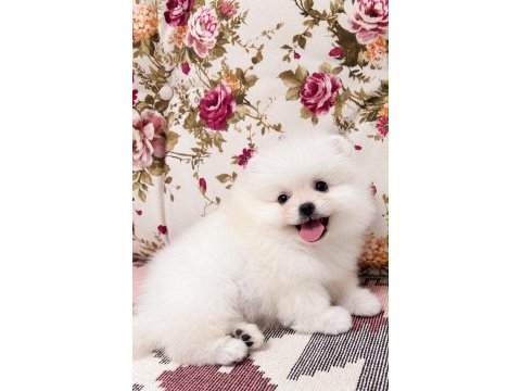 Gülen yüz ayı surat pomeranian boo