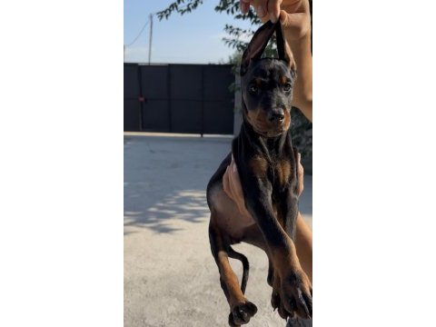 Doberman bebekler