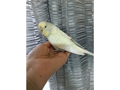 Muhabbet kuşu damızlık
