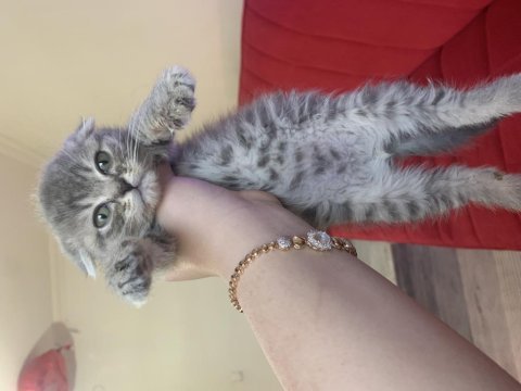 Scottish fold erkek 55 günlük yavru