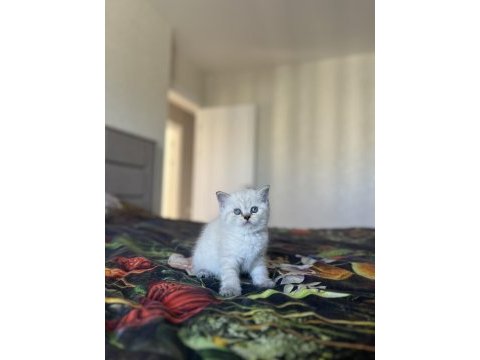 British shorthair sılver yavrularım 