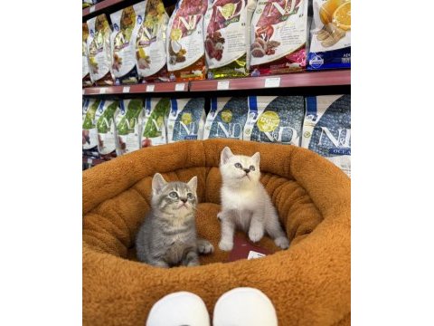British shorthair yavrularımız