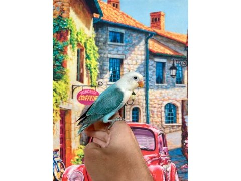 Cennet papağanı yavrumuz (üst mutasyon)