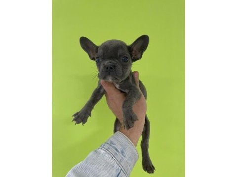 French bulldog köpekler