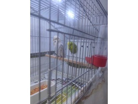 Sow jumbo muhabbet kuşu