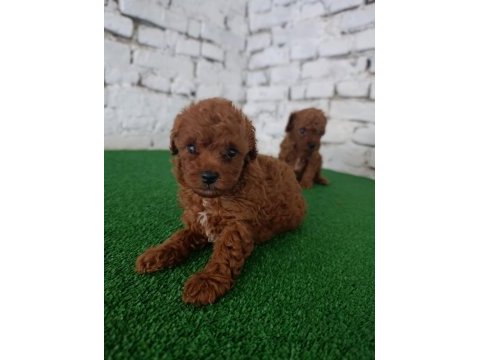 Toy poodle yavrularımız