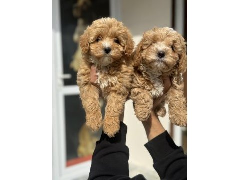 Ankarada ziyarete açık mini maltipoo yavrularımız