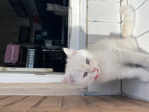 2,5 aylık british longhair