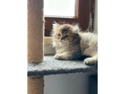 A kalite british longhair yavrularımız