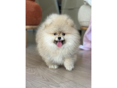 Gülen yüz dişi pomeranian boo teddy face
