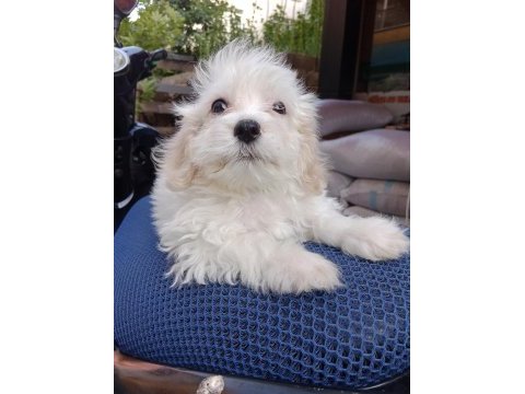 Erkek maltipoo