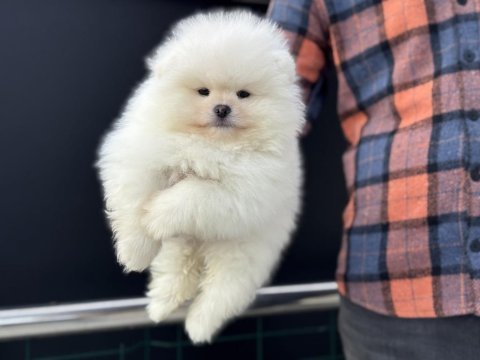 Petmode köpek çiftliğinden teddy face pomeranian