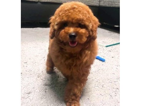 Toy poodle köpeğim