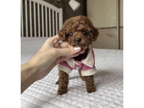 Toy poodle safkan köpeğimiz