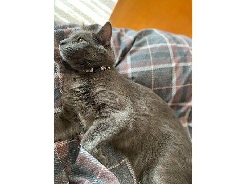 1 yaş, kısır erkek russian blue kedimiz