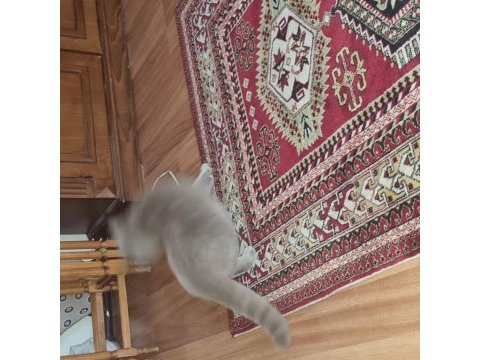 Dişi kedime eş arıyorum