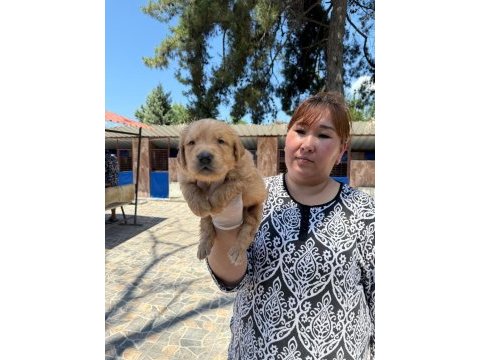 Golden retriever yavrularımız ruhsatlı çiftliğinden