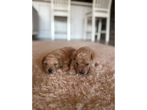 Maltipoo yavrular