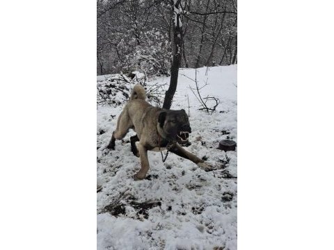 Değerini verene orjinal kangal
