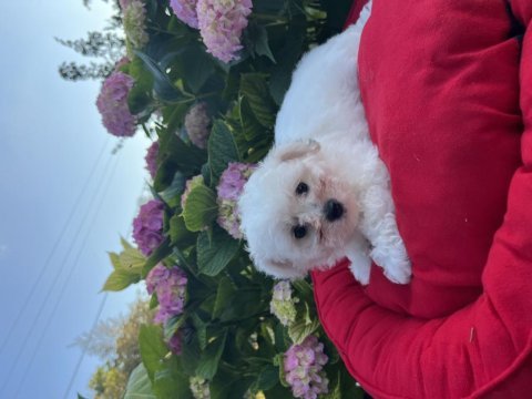 Orjinal kar beyaz bichon frise yavrular 
