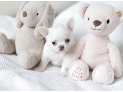 Birbirinden güzel teacup chihuahua yavrularımız