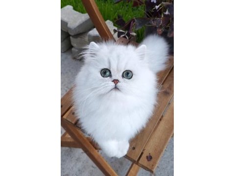 İran chinchilla safkan