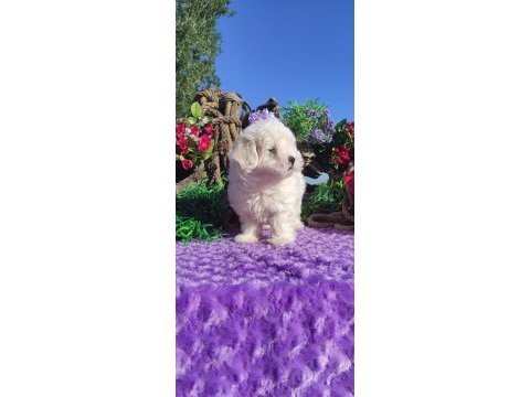 Maltese terrier yavrularımız ırk garantilidir