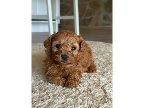 Poodle yavrularımız