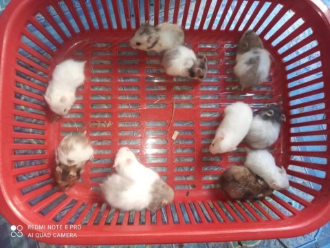Aynı gün adrese teslim hamster yavru ve setleri
