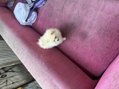 Pomeranian boo 2 aylık dişi