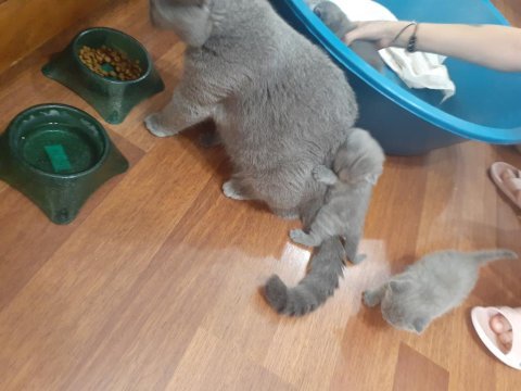 Yavru safkan ingiliz british shorthair