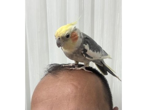 Erkek evcil sultan papağanı