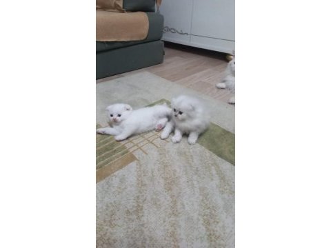 Kedimiz yeni yuvasını arıyor
