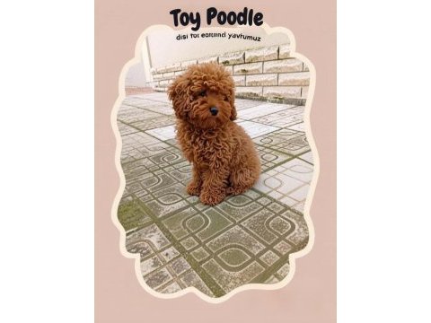 Toy poodle 4 aylık dişi wc eğitimli