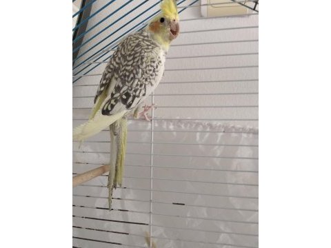 Çok sağlıklı pearl sultan papağanı