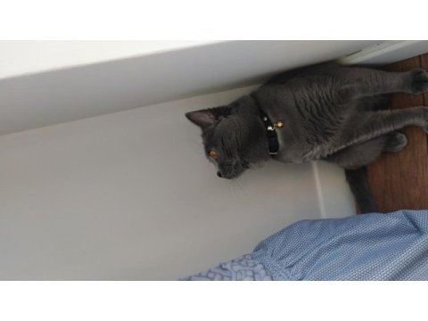Aşıları tam british shorthair