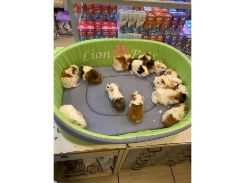 Sevimli ve enerjik guinea pig yavrularla siz de tanışın!