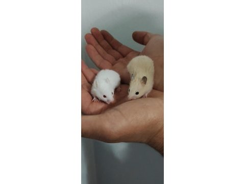 Suriye hamster yavrular