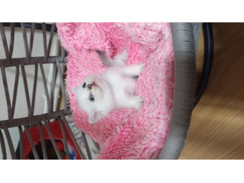British golden ve shorthair yavrularımız
