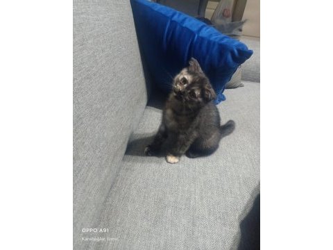 2 adet 2 aylık dişi scottish fold yavrular