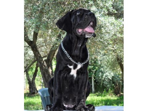 Şecere belgeli ırk ve sağlık garantili cane corso yavrular
