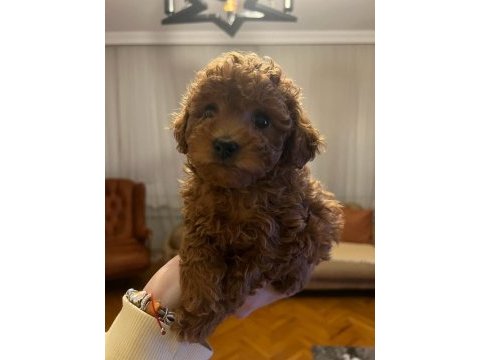 Ev doğumlu baba teacup kore, toy poodle anneden yavrular