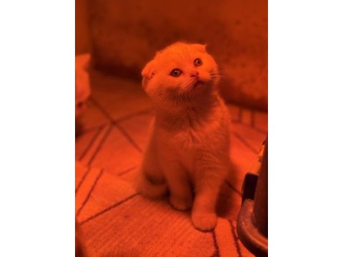 Türkiyenin en güzel scottish fold bebekleri